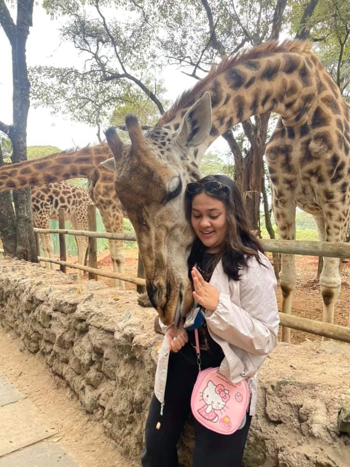 Volunteers feeding giraffe